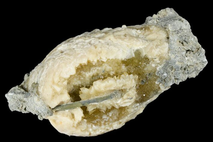 Fossil Clam with Fluorescent Calcite Crystals - Ruck's Pit, FL #177737